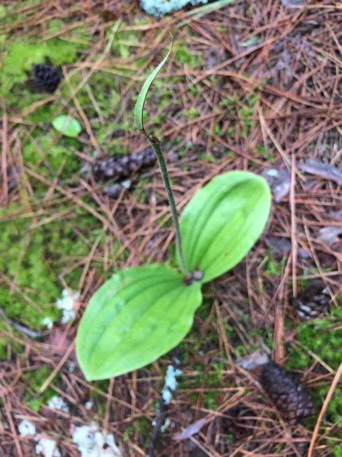 Cypripedium acaule leaf