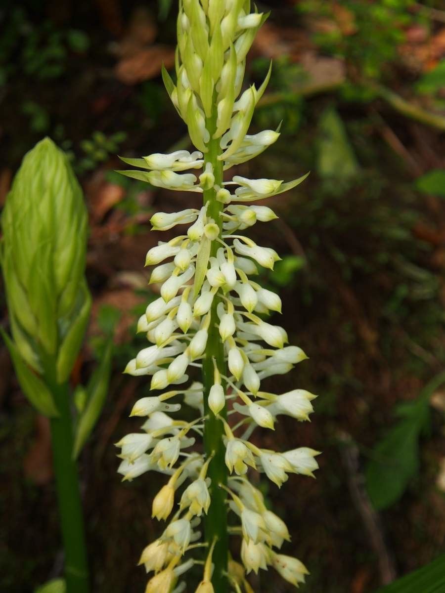 Calanthe oreadum flower