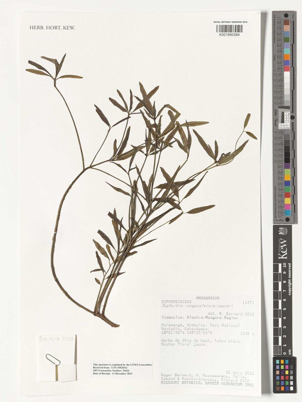 Euphorbia rangovalensis — houseplant care guide