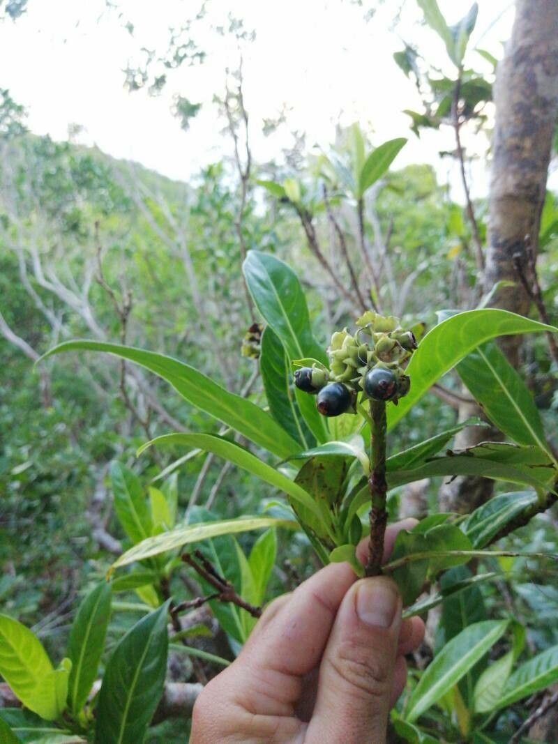 Gaertnera vaginata fruit