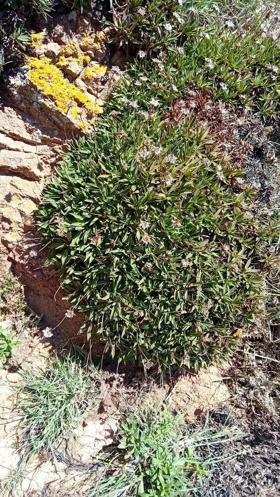 Armeria belgenciensis leaf