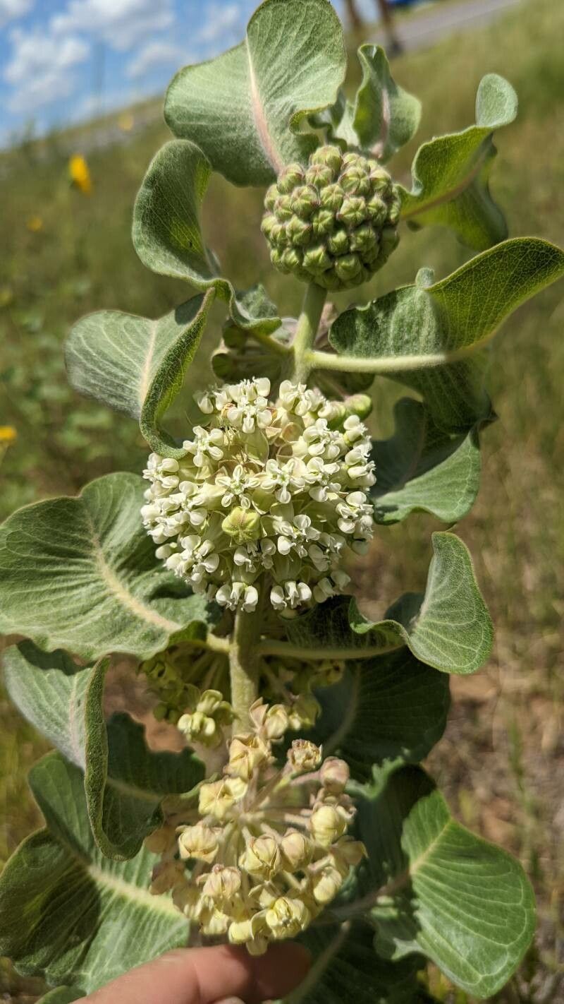Asclepias arenaria flower