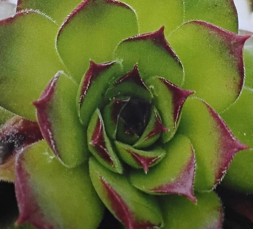 Sempervivum ermanicum — search result for 'Sempervivum'
