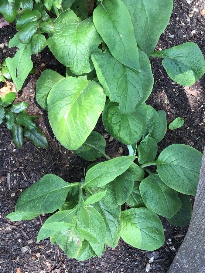 Hedeoma pulegioides — search result for 'Kentucky'