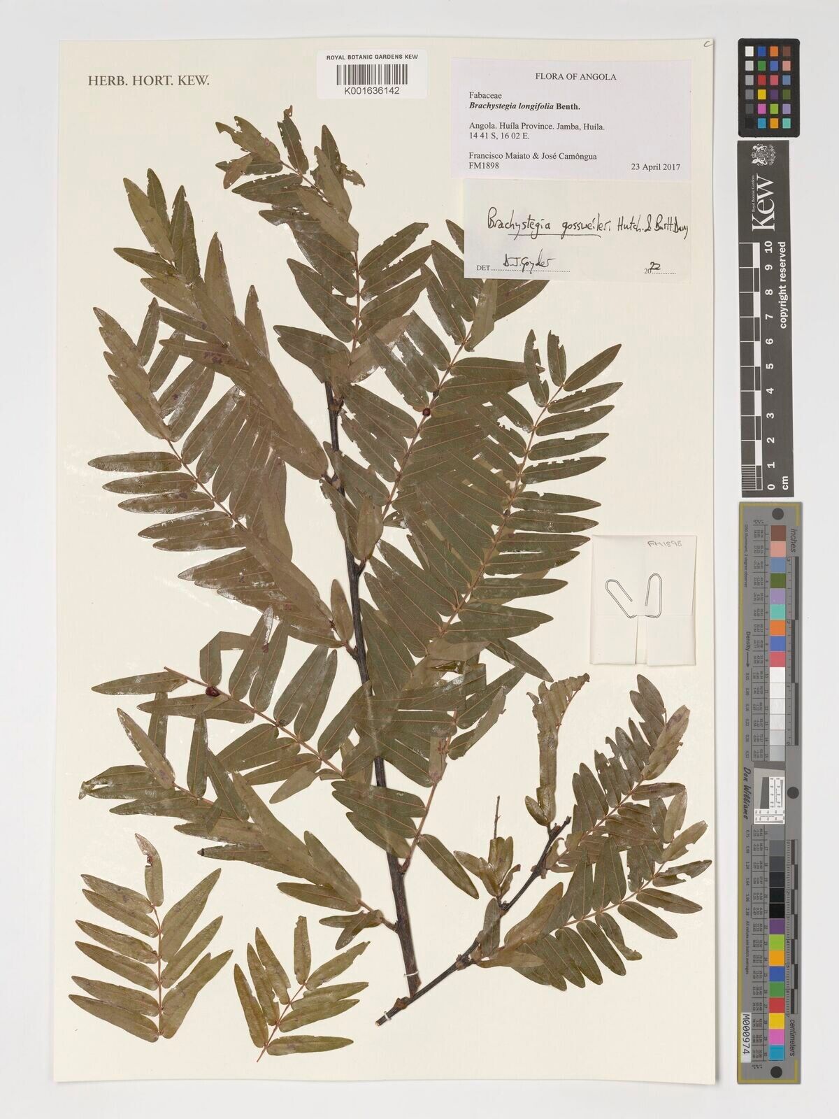 Brachystegia gossweileri — houseplant care guide