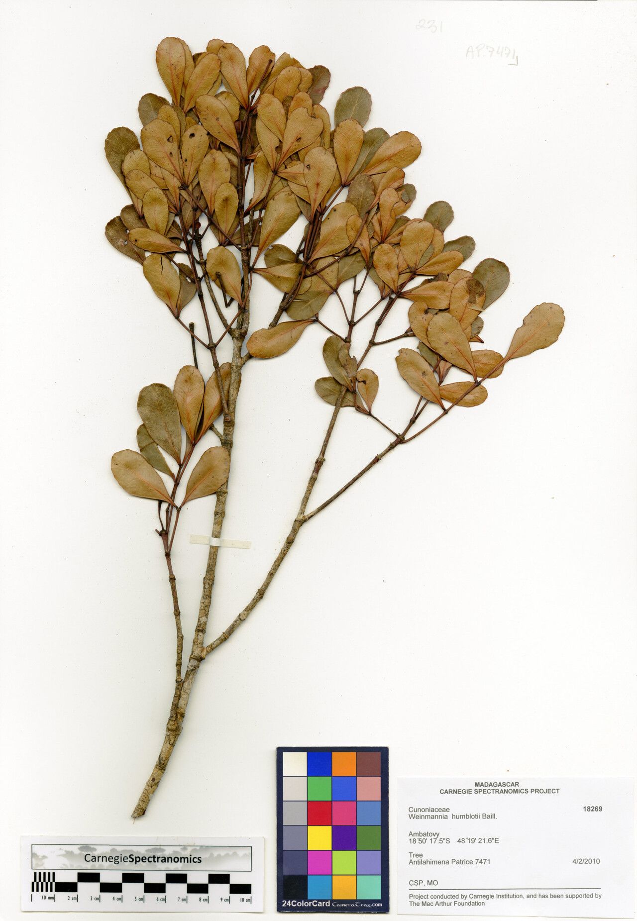 Pterophylla humblotii — houseplant care guide