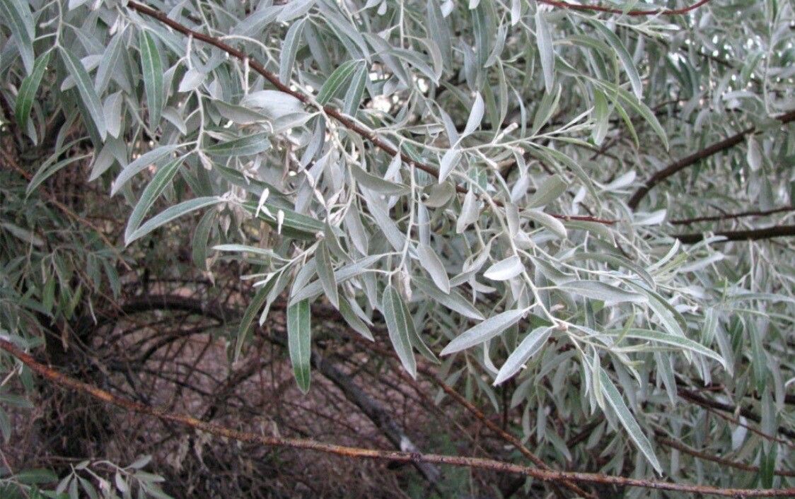 Elaeagnus commutata flower