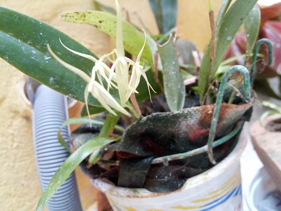 Camaridium ctenostachys — related species from the same genus