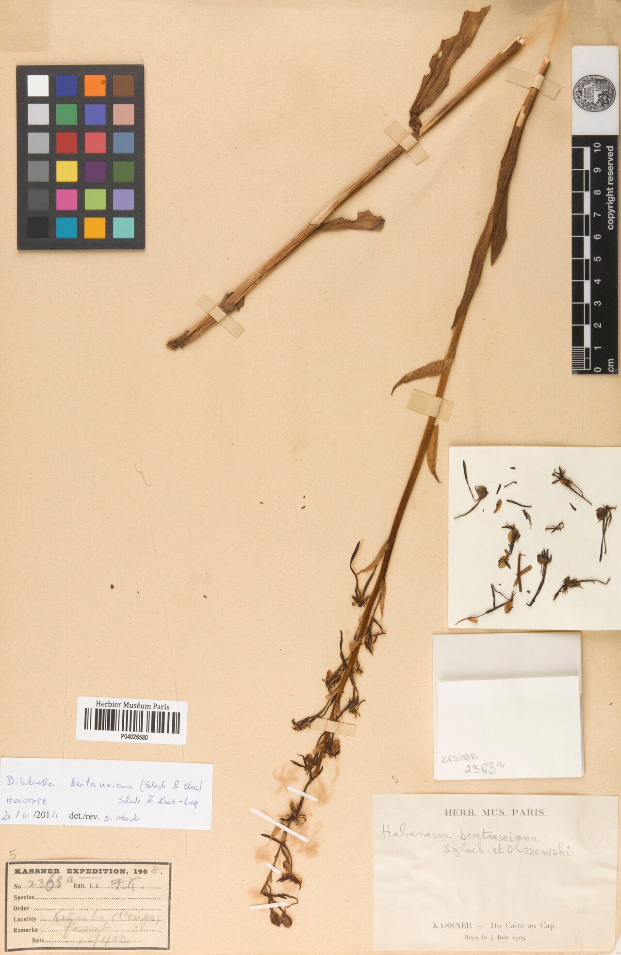 Habenaria bertauxiana — houseplant care guide