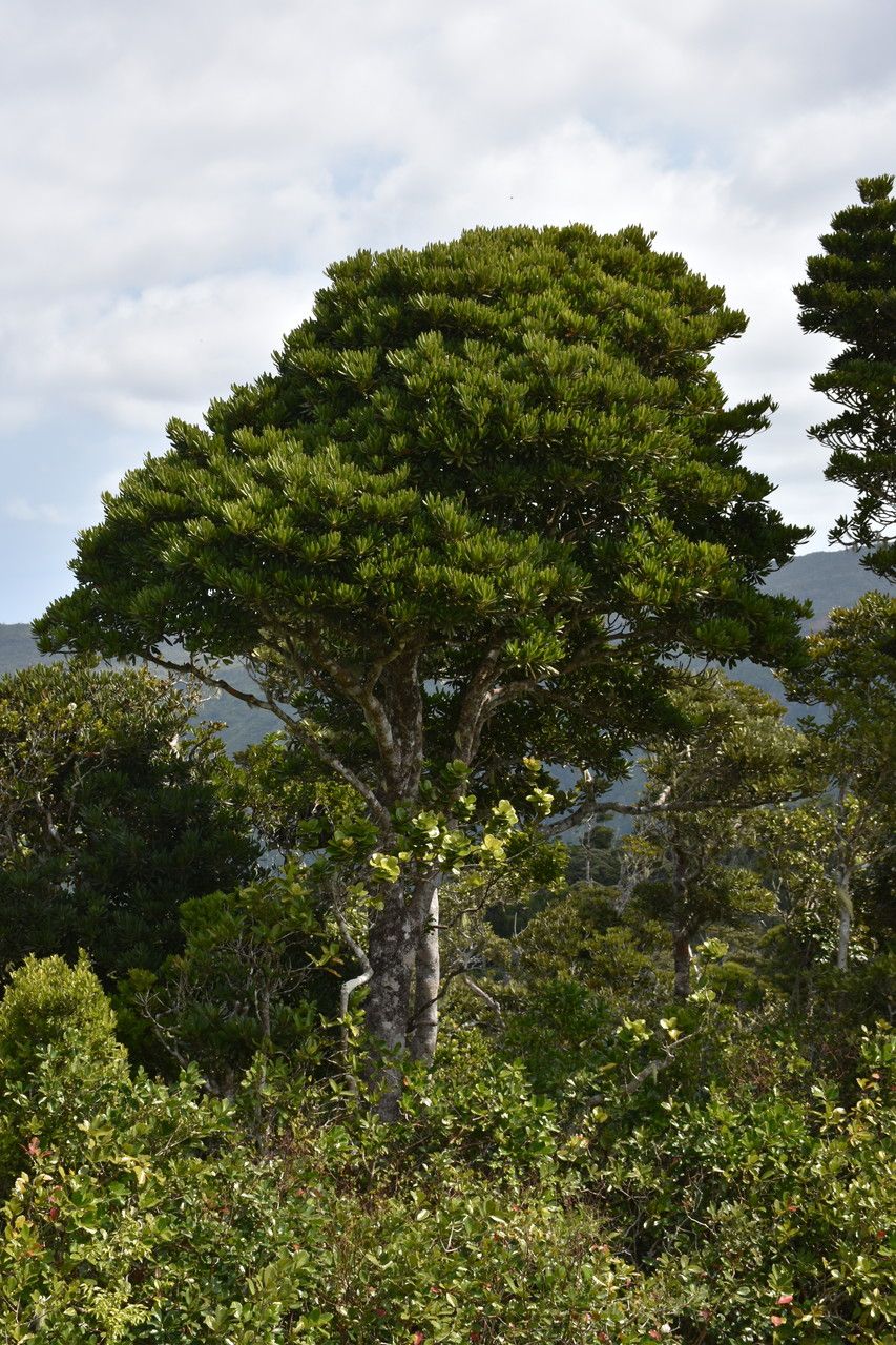 Labourdonnaisia revoluta habit