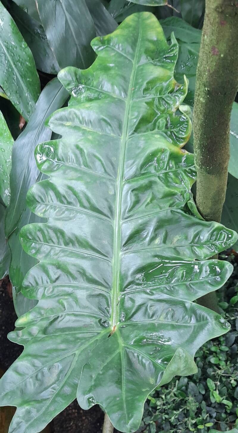 Alocasia boa — houseplant care guide