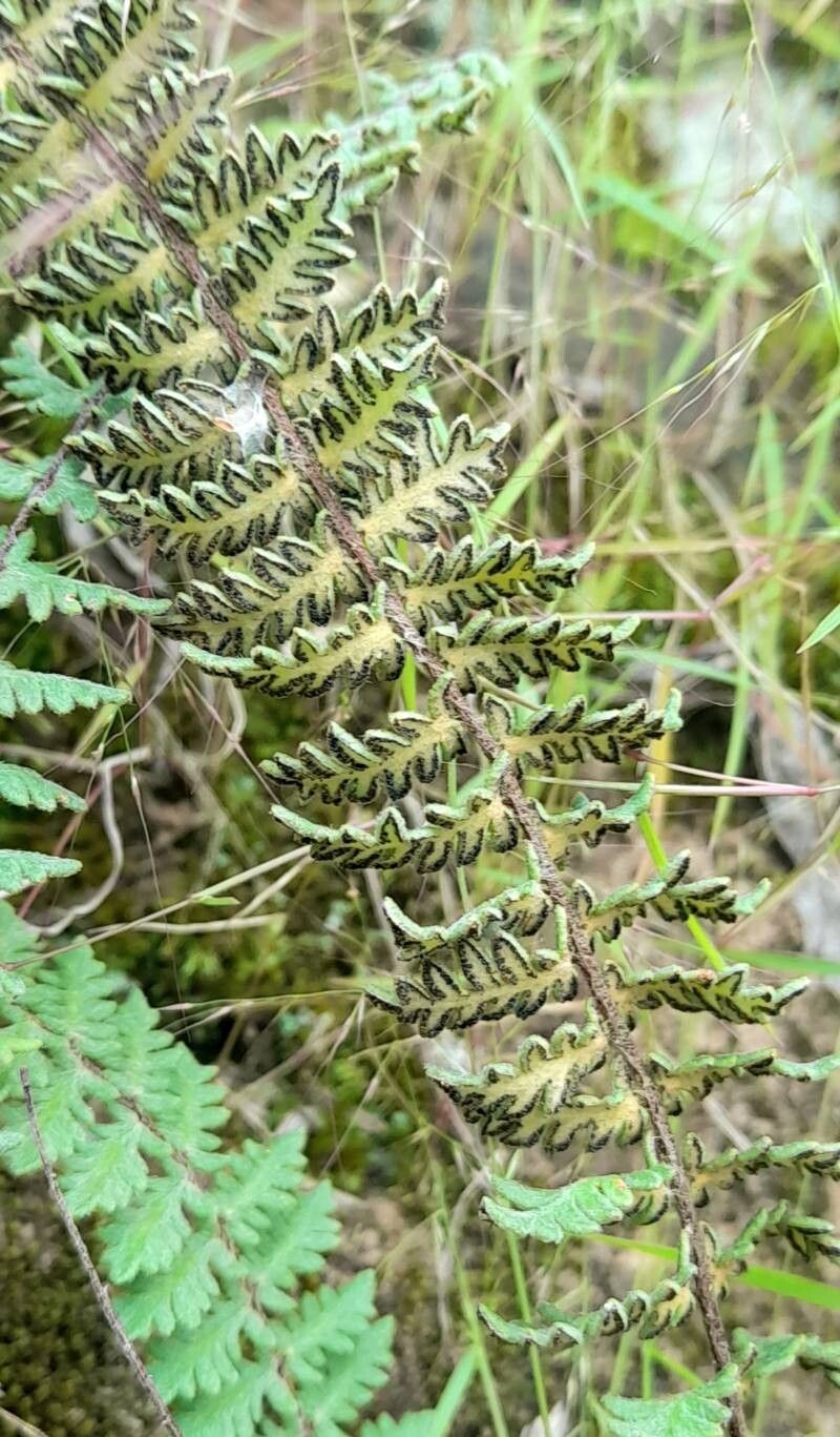 Hemionitis bonariensis fruit