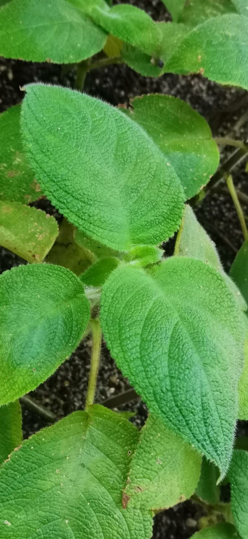 Chrysothemis panamensis — related species from the same genus