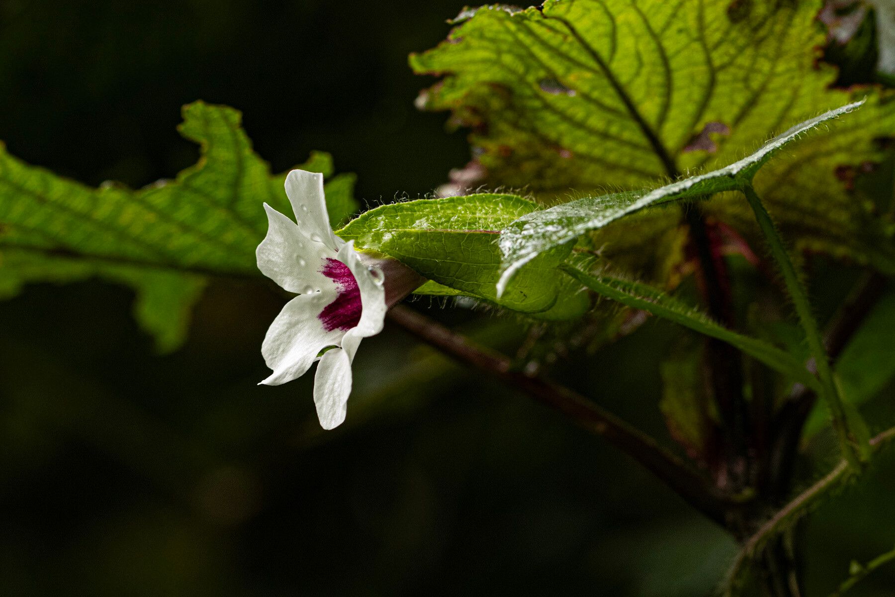 Thunbergia mildbraediana flower