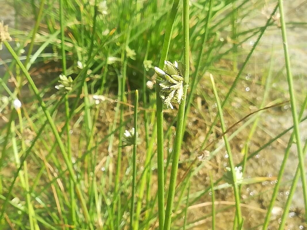 Cyperus laevigatus — search result for 'Cyperus'