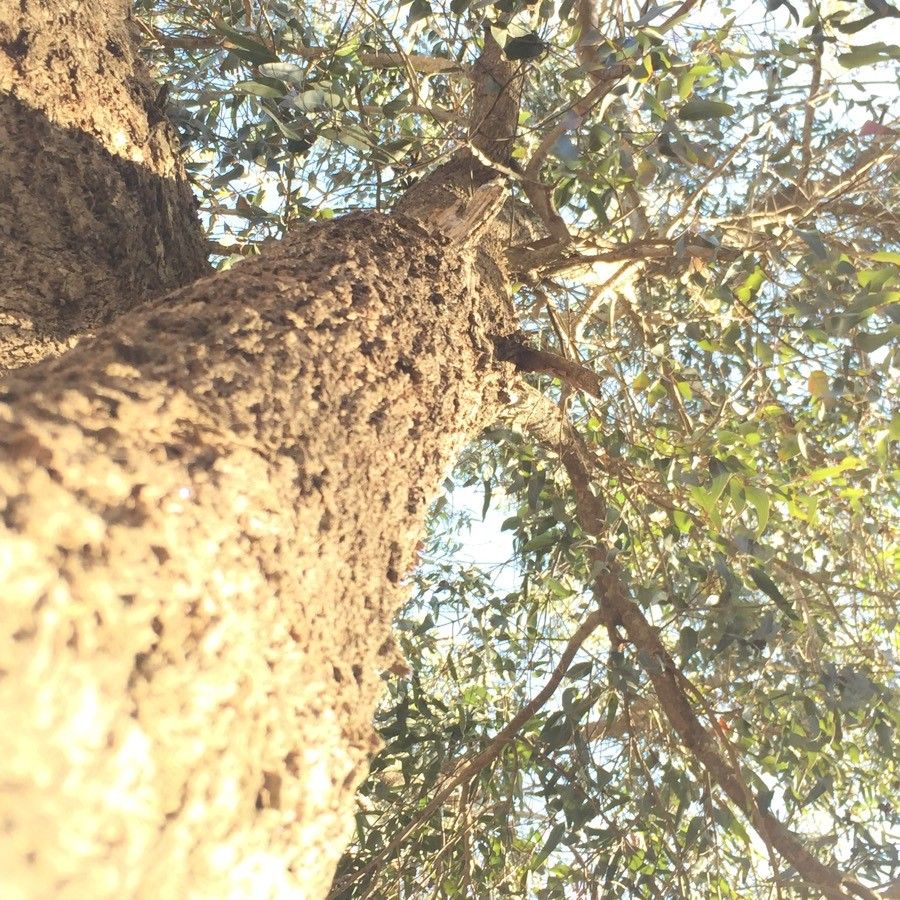 Eucalyptus occidentalis — search result for 'Eucalyptus'