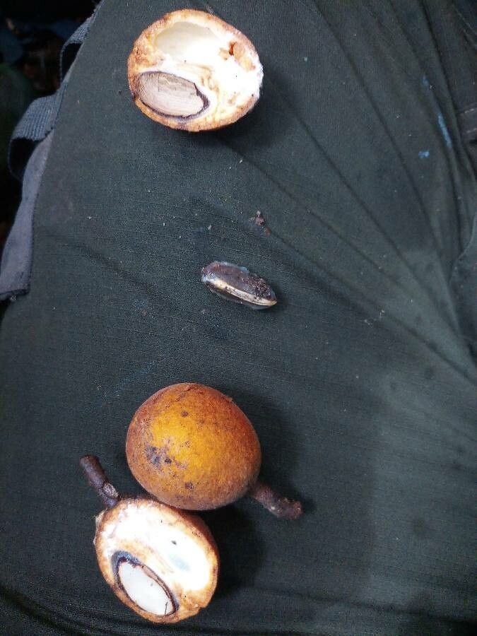 Chrysophyllum prieurii — houseplant care guide