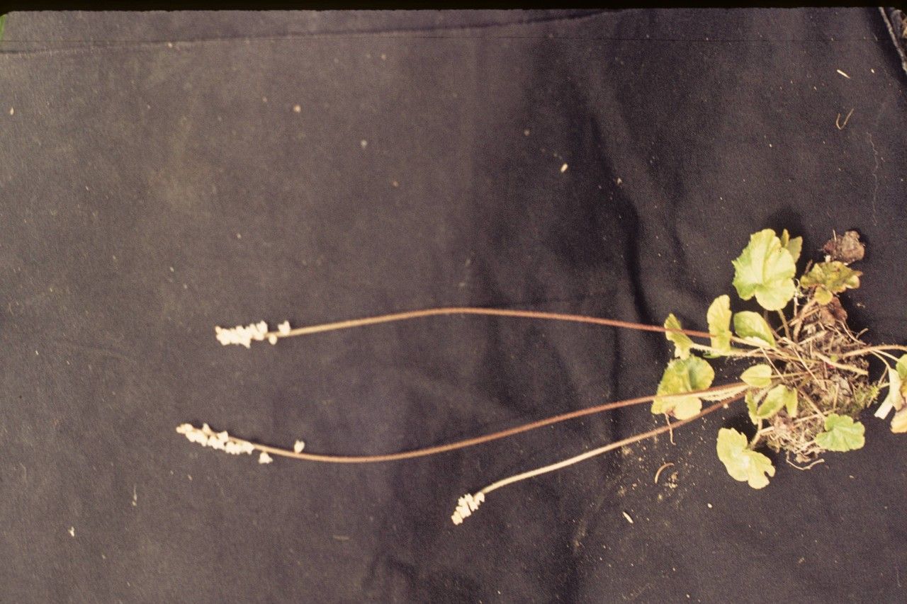 Mitella trifida fruit