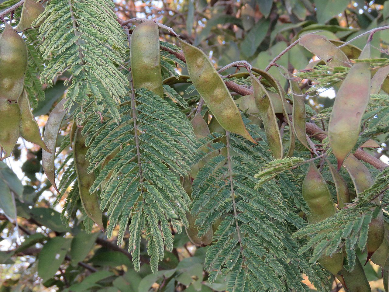 Peltophorum africanum fruit