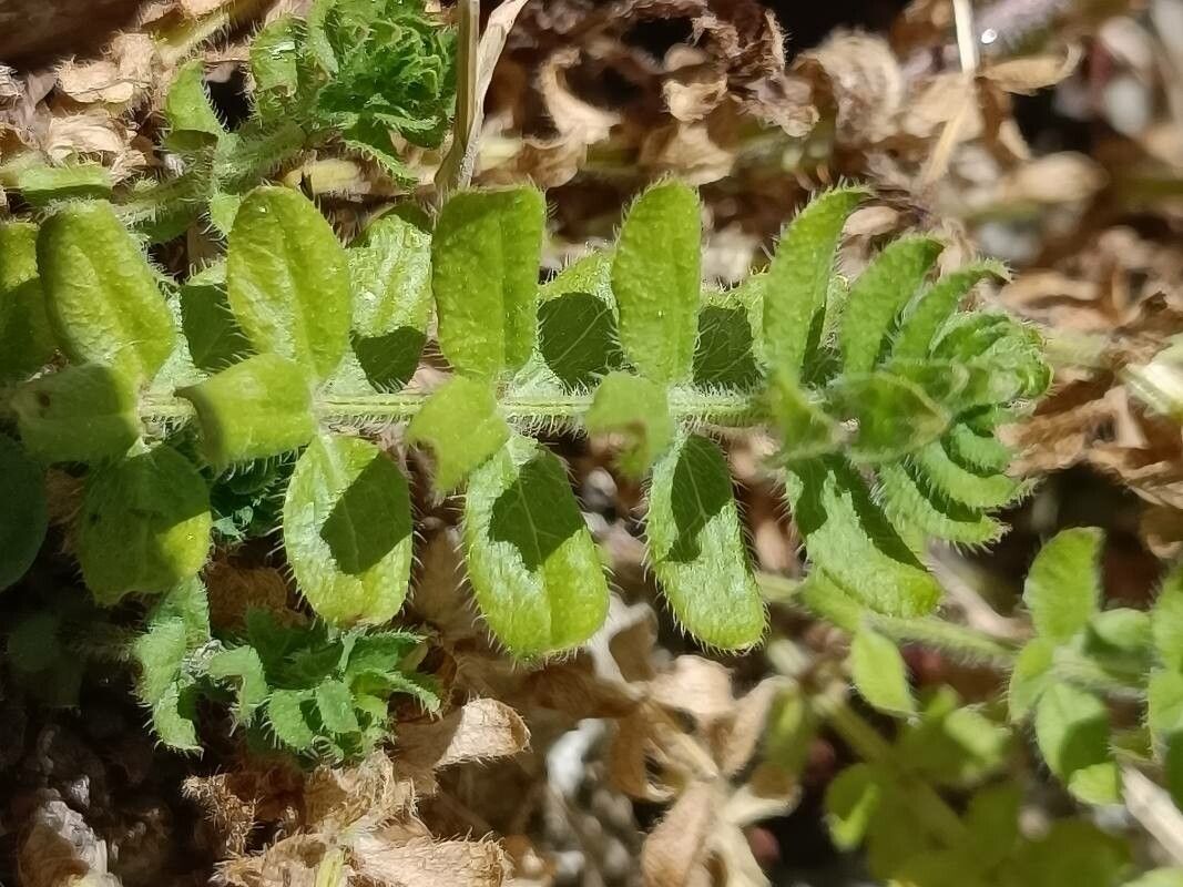 Cruciata pedemontana leaf