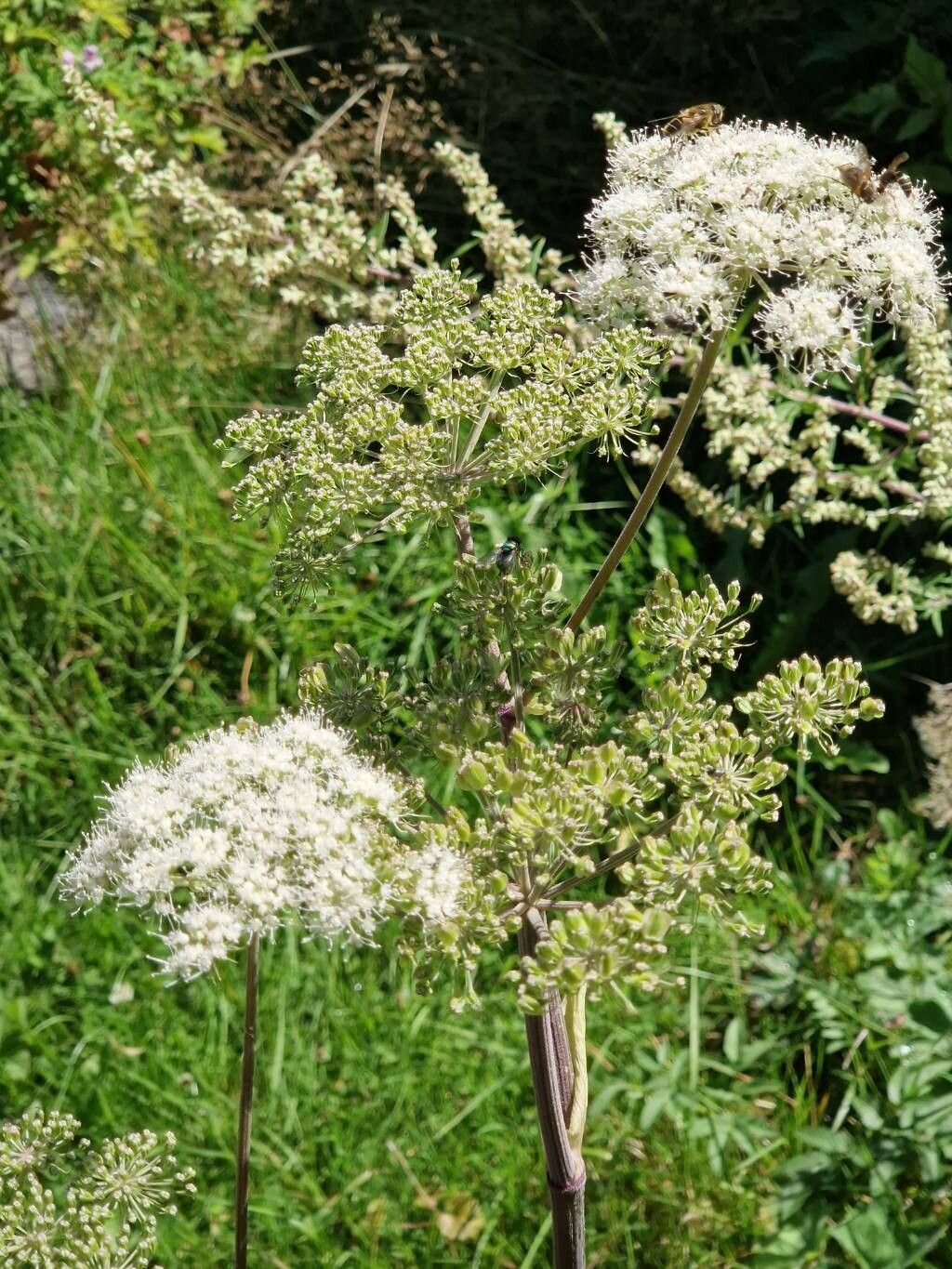 Laser archangelica flower