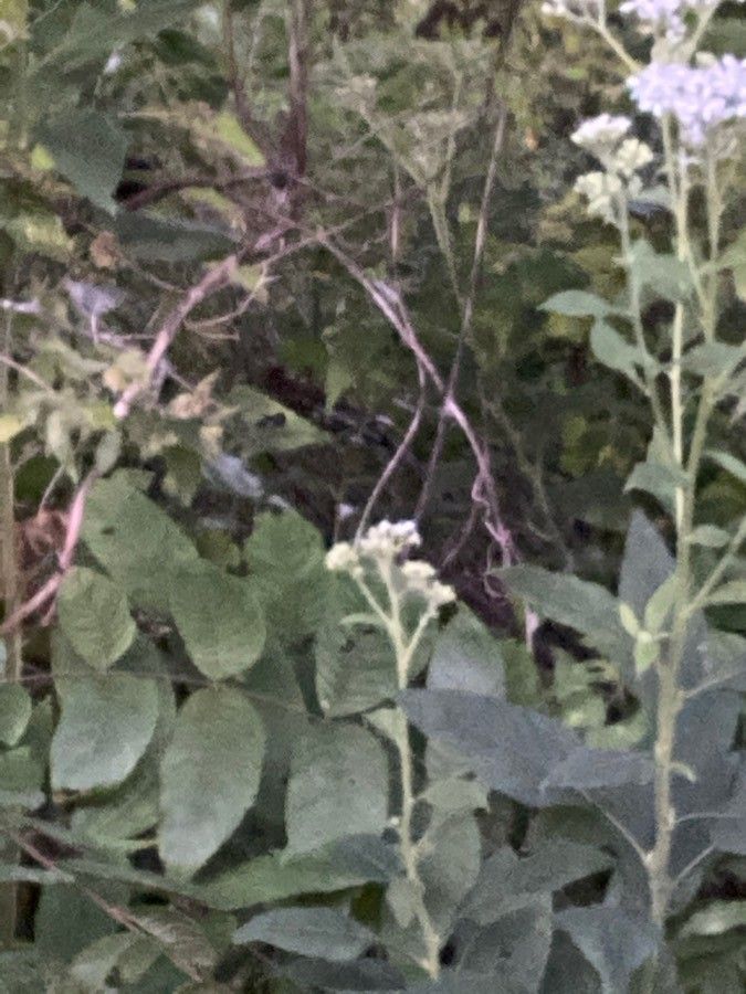Parthenium integrifolium leaf