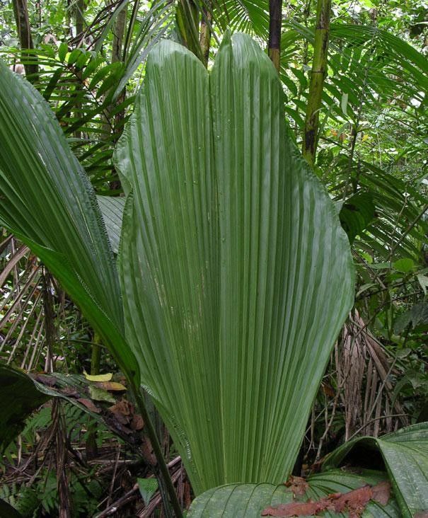 Asplundia sleeperae leaf
