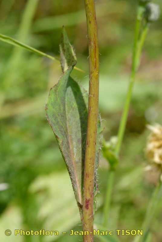 Hieracium chloropsis bark