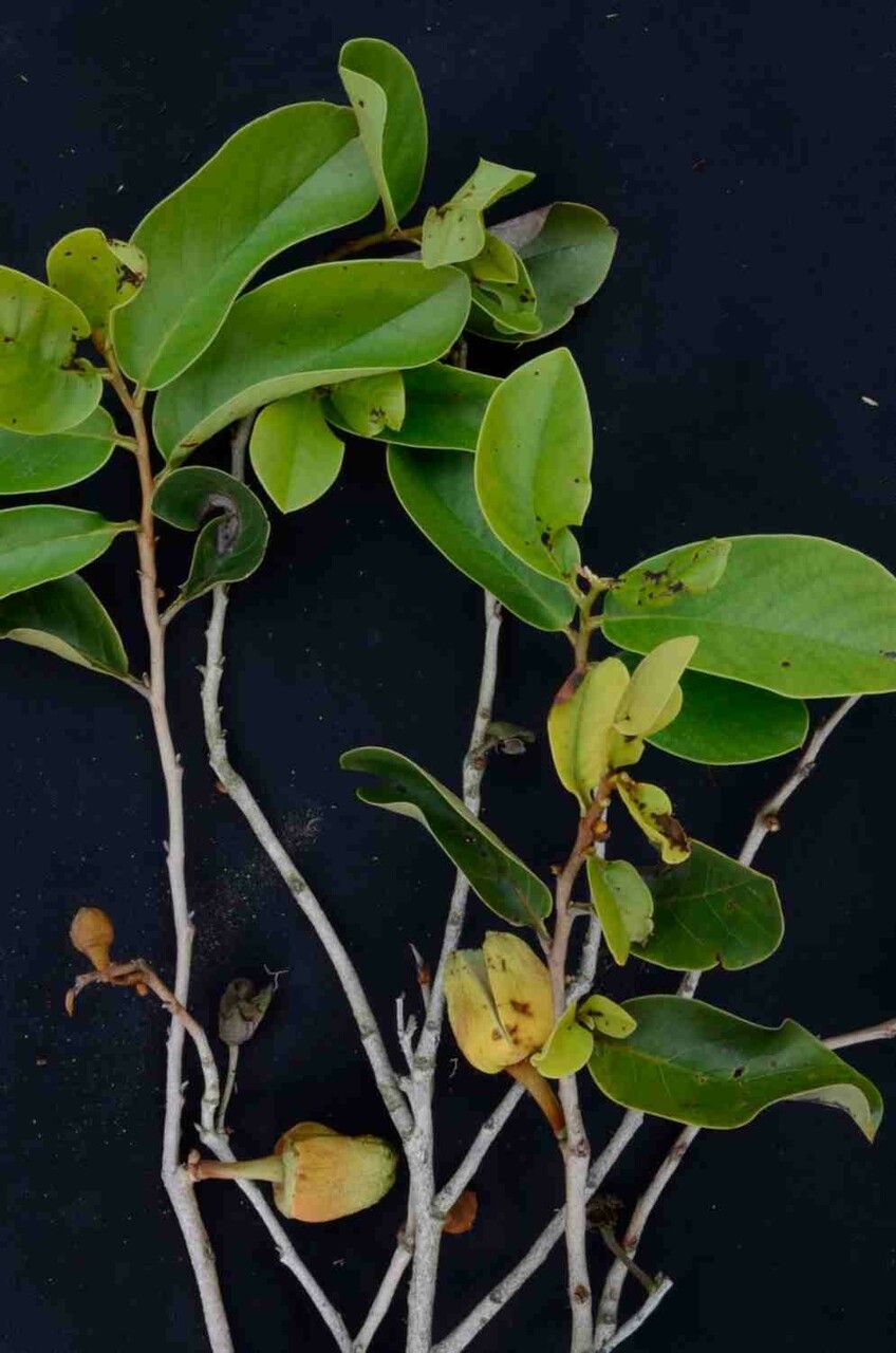 Annona crassiflora flower