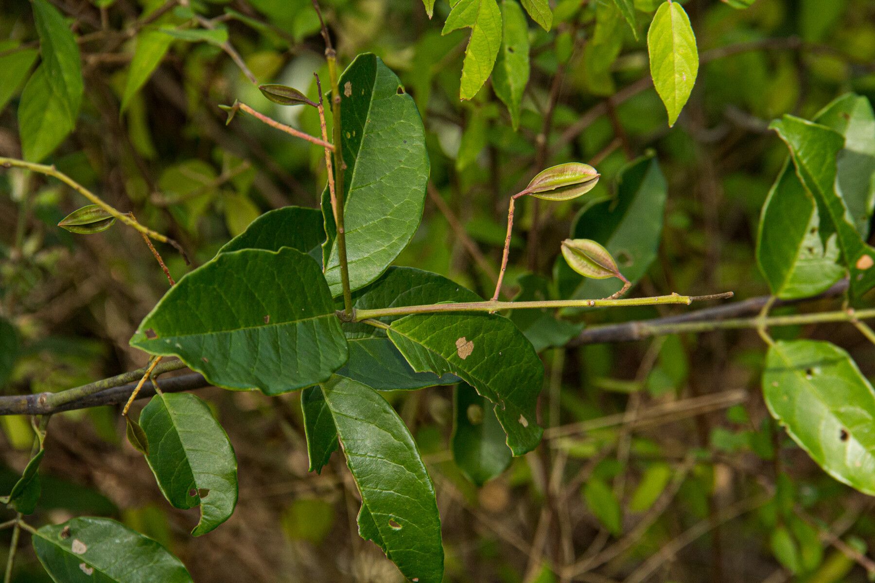 Combretum umbricola — houseplant care guide