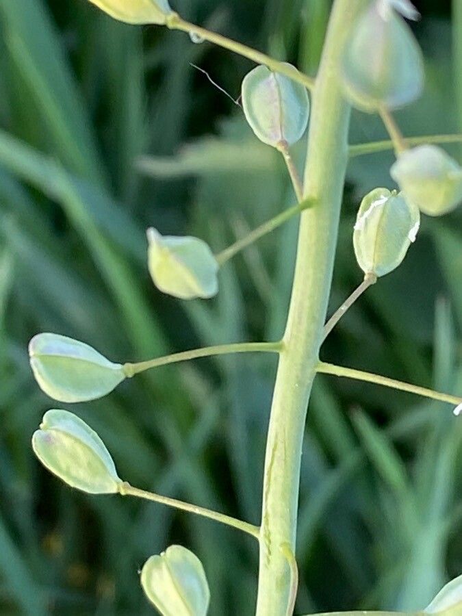 Thlaspi alliaceum fruit