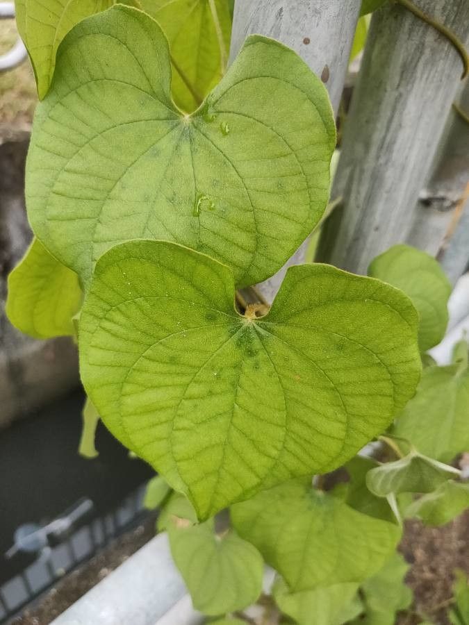Dioscorea esculenta leaf