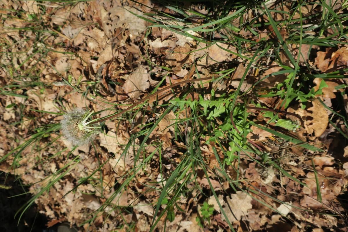 Taraxacum amansii habit