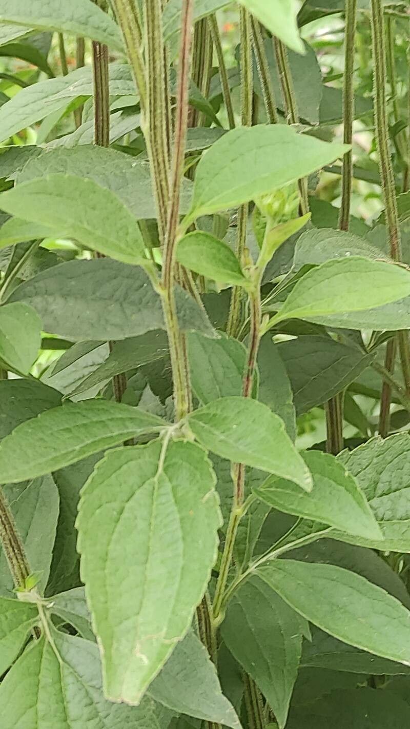 Rudbeckia subtomentosa leaf