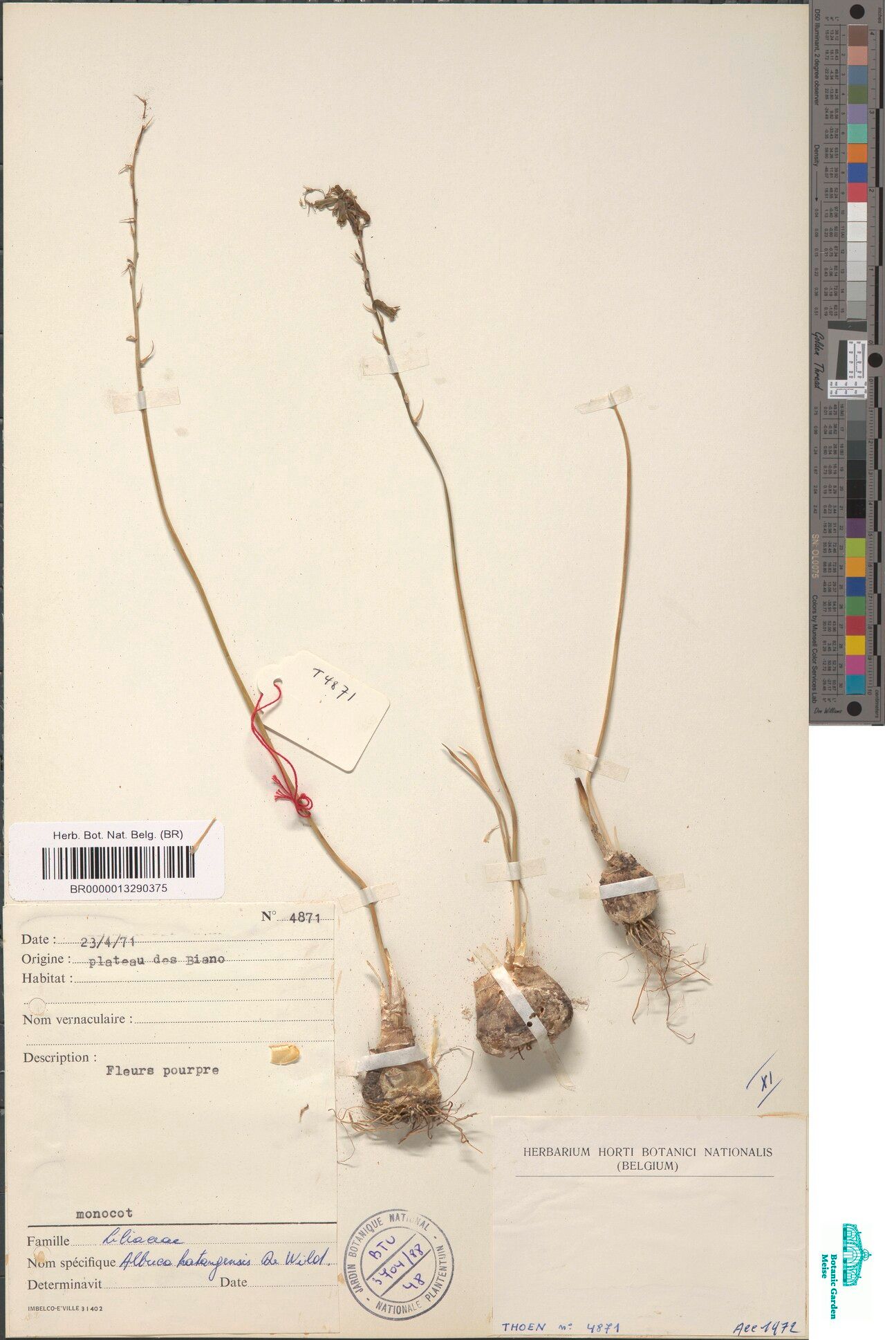 Albuca katangensis — houseplant care guide