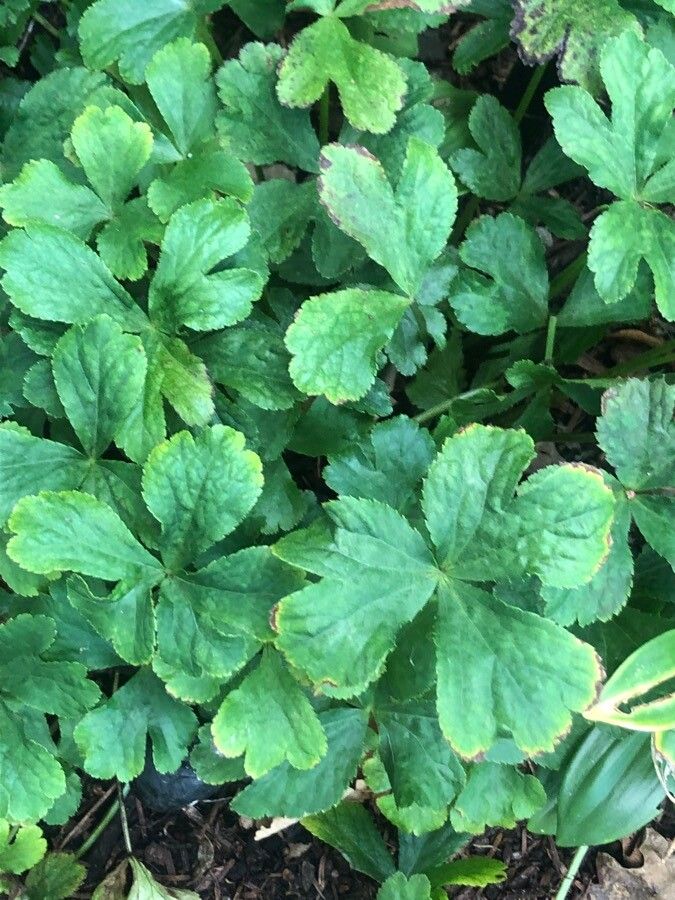 Hacquetia epipactis — search result for 'Epipactis'