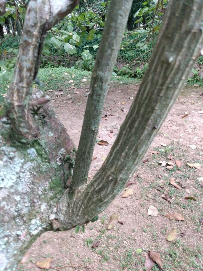 Erythrina similis bark