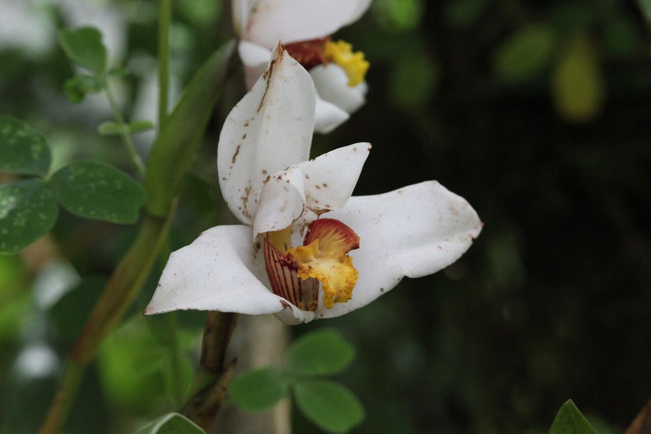 Maxillaria grandiflora flower