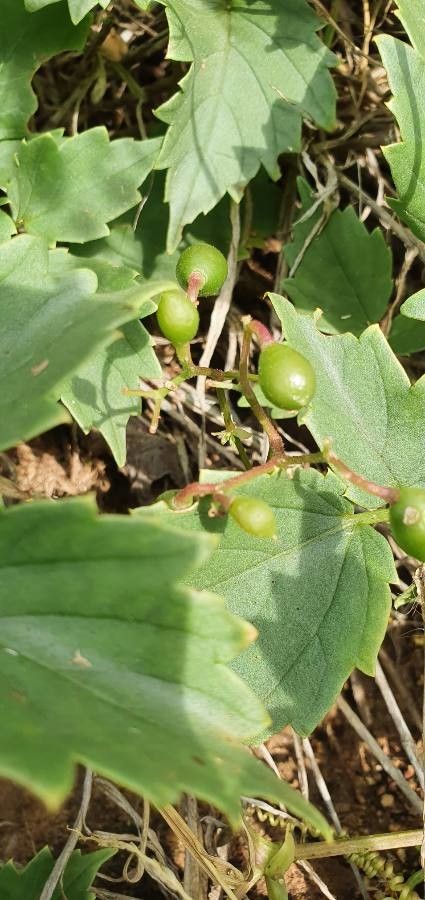 Cyphostemma adenocaule fruit