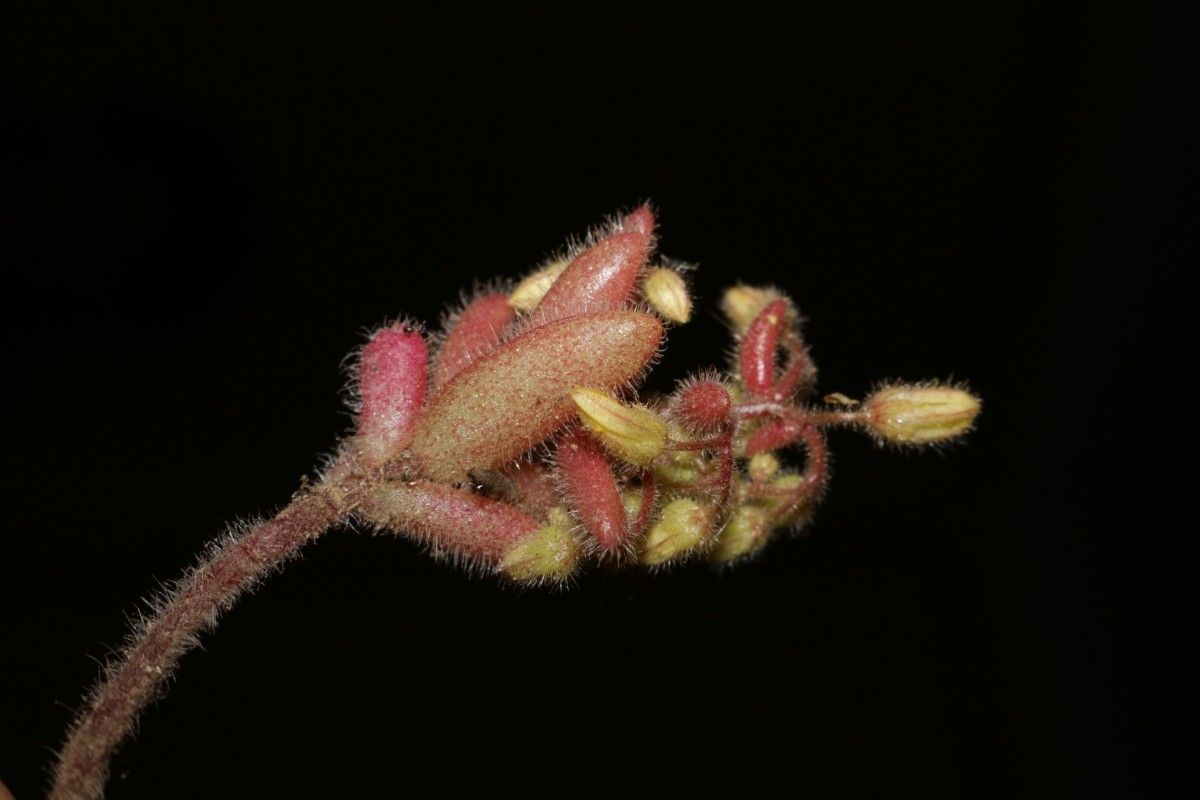 Sedum pubescens flower