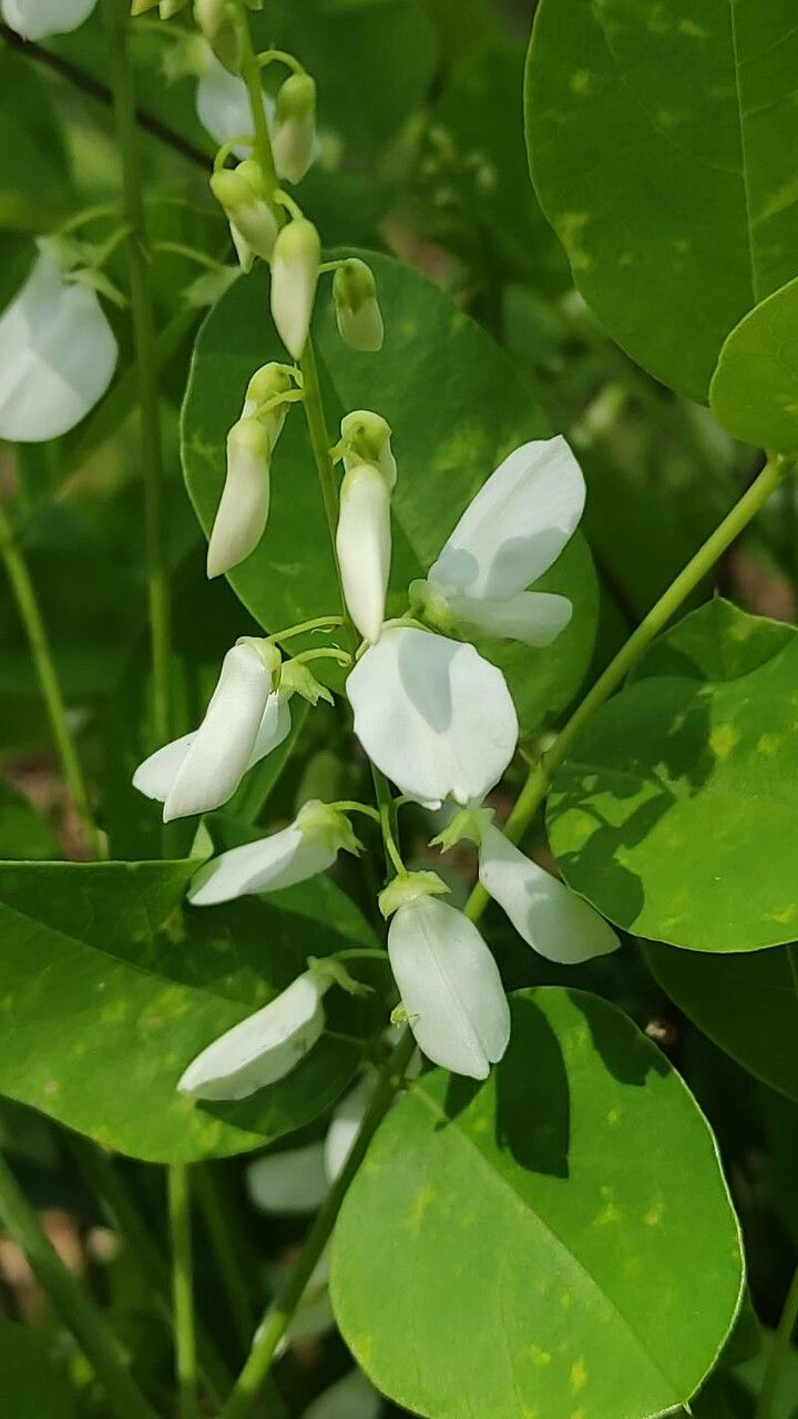 Indigofera decora flower