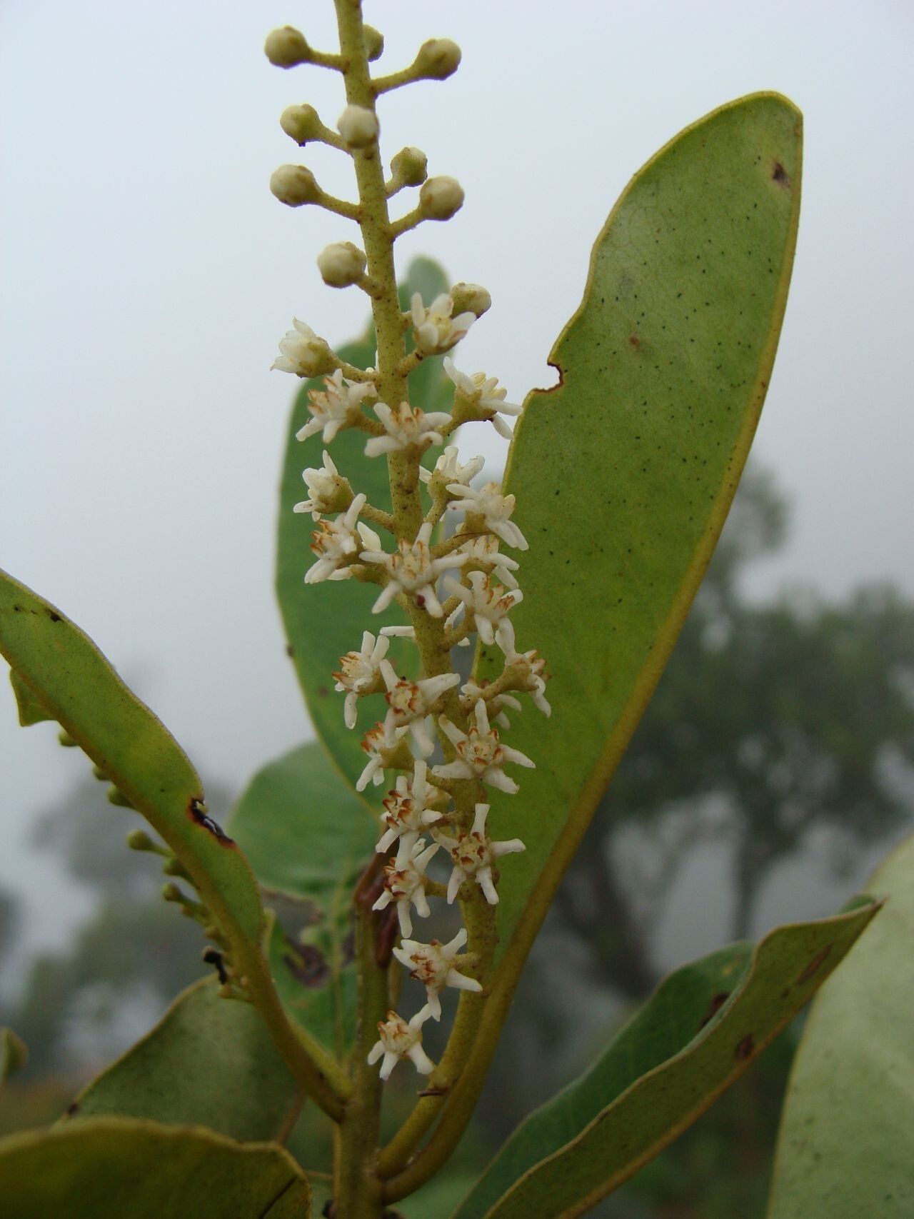 Quintinia hyehenensis flower