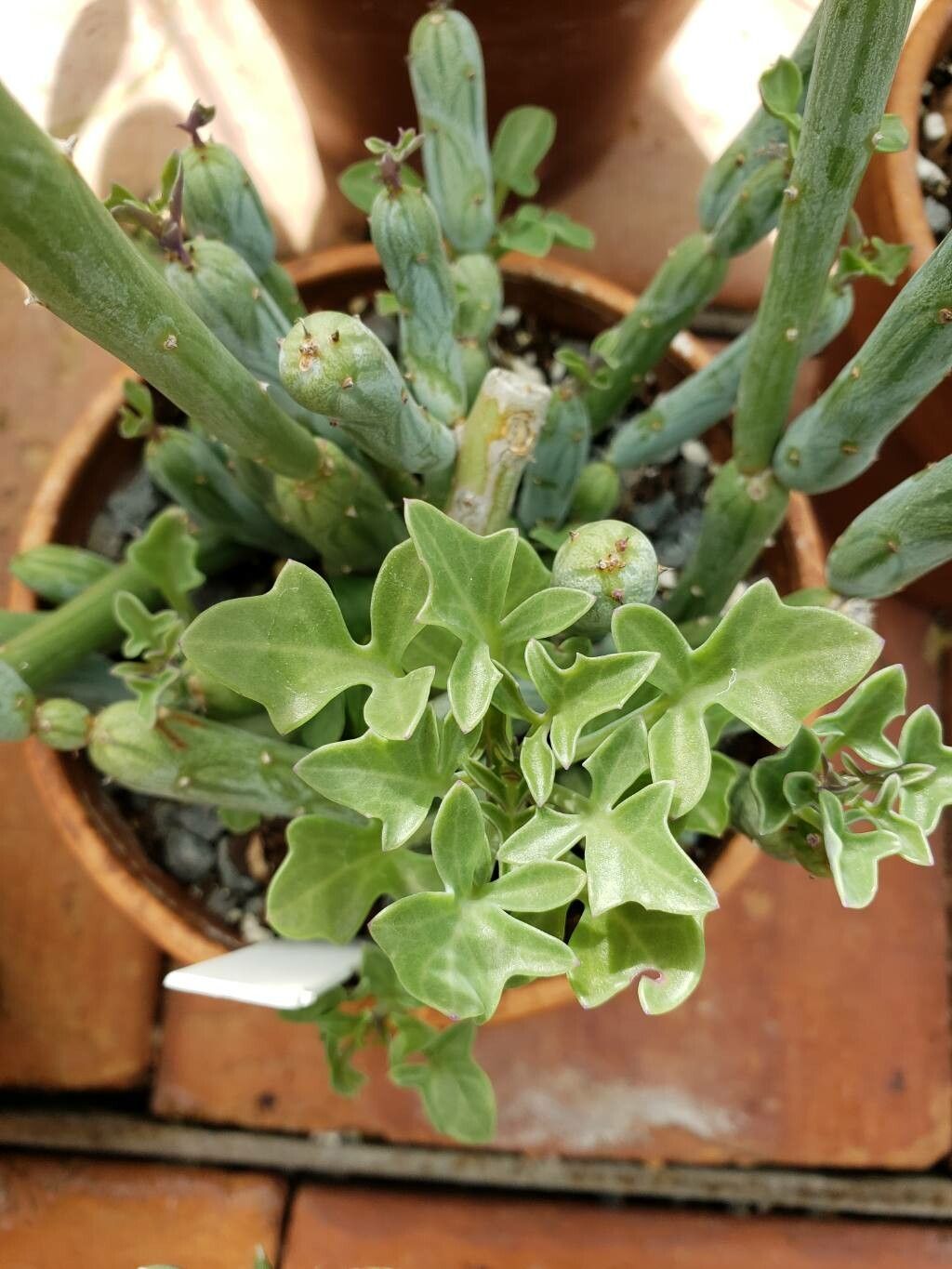 Baculellum articulatum leaf