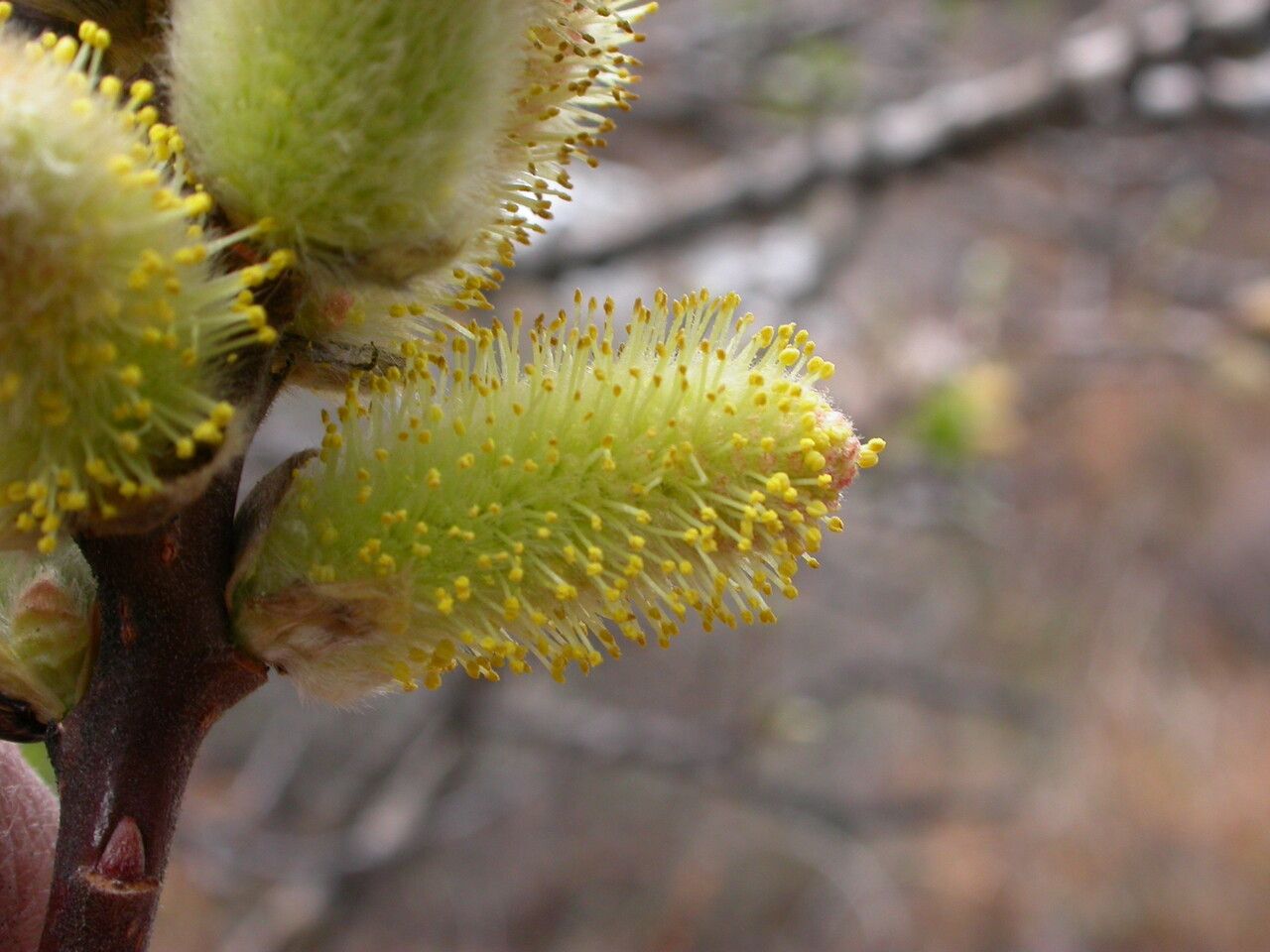 Salix sikkimensis habit