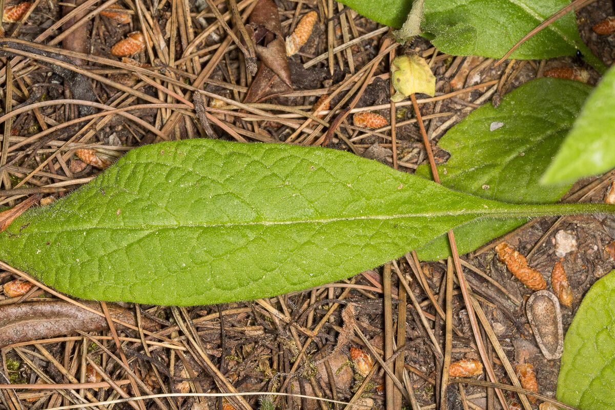 Pulicaria odora — houseplant care guide