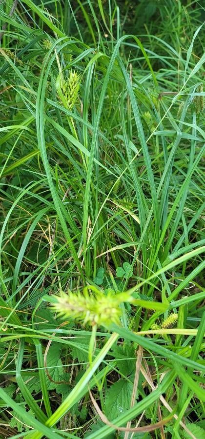 Carex lupulina flower