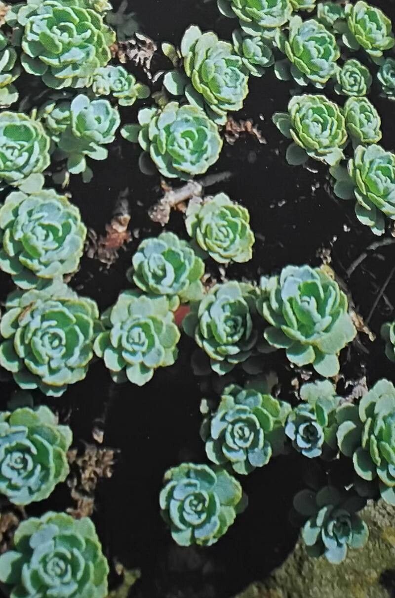 Rhodiola primuloides — search result for 'Rhodiola'