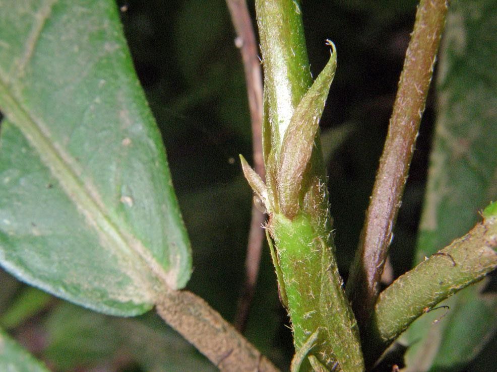 Pavonia castaneifolia bark