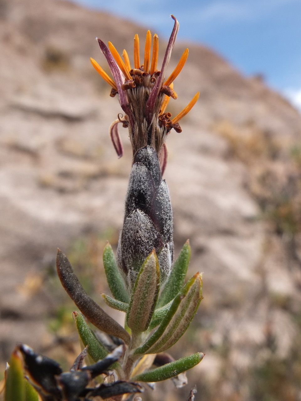 Mutisia ledifolia flower