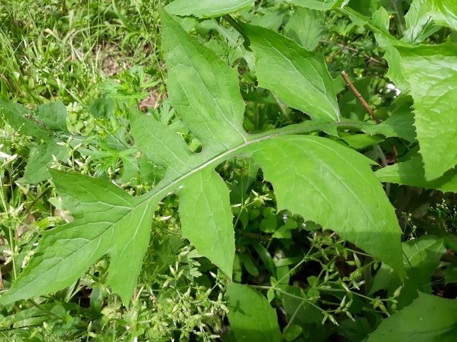 Lactuca biennis leaf